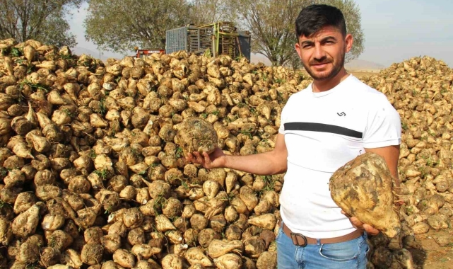 Kahramanmaraş'ta şeker pancarı hasadı başladı