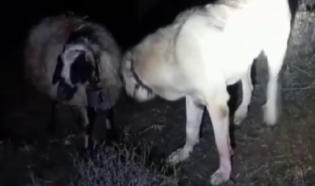 Kangal vefası ile hayret ettirdi