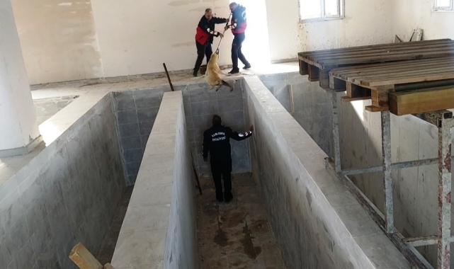 Kano havuzuna düşen köpek kurtarıldı