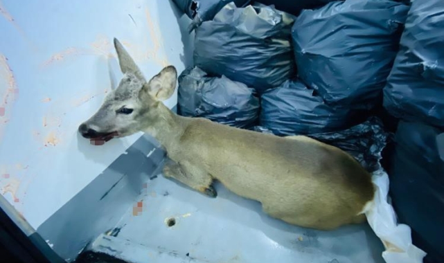 Karaca yavrusu sokak köpeklerinden son anda kurtuldu