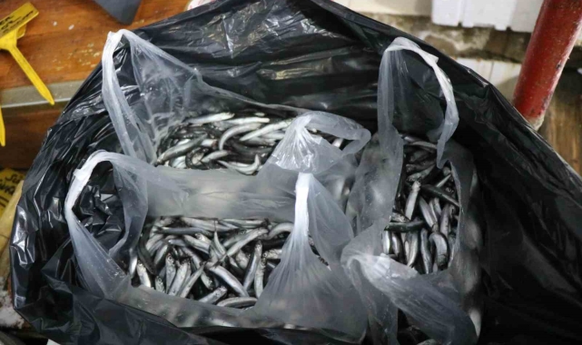 Karadenizlilerin burun kıvırdığı hamsi Anadolu'ya kolilerle gönderiliyor