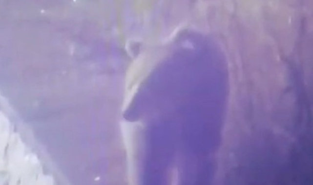 Karayoluna inen ayı kamerada