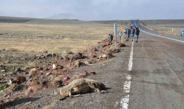 Kars&#039;ta tur midibüsü hayvan sürüsüne çarptı
