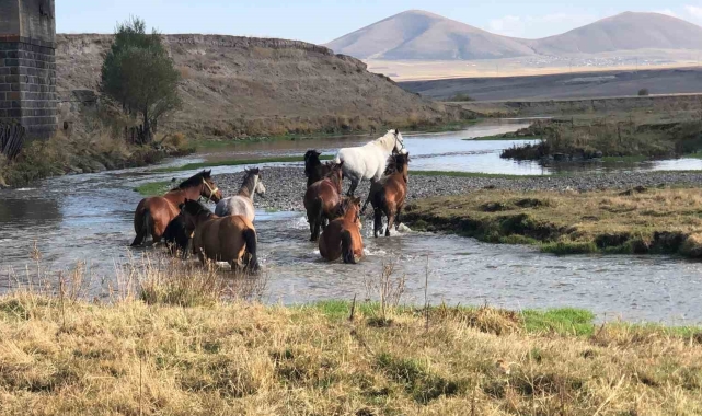 Kars'ta yılkı atları doğal ortamda görüntülendi