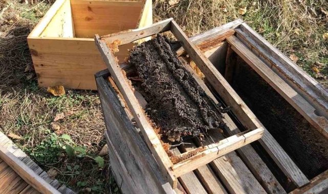 Kastamonu'da arılığa giren ayı, 10 kovanı parçaladı, binlerce arıyı telef etti