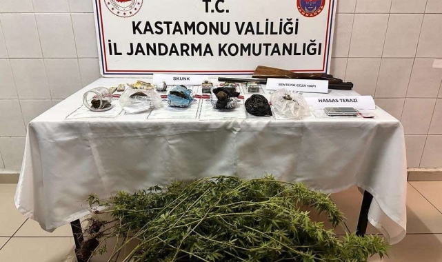Kastamonu'da saksıya ekilmiş halde çok sayıda skunk bitkisi ele geçirildi: 1 gözaltı