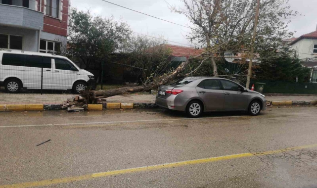 Keşan'da şiddetli rüzgar nedeniyle otomobilin üzerine ağaç devrildi