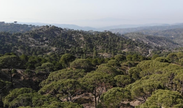 Kilosu altınla yarışan çam fıstığını izinsiz toplayan 3 şüpheli suçüstü yakalandı