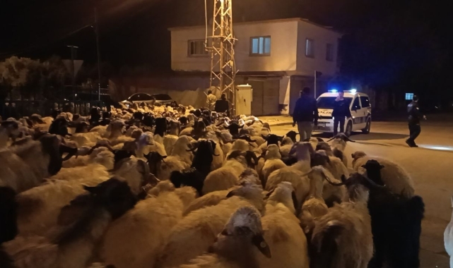 Konargöçerler Kozan'a geldi