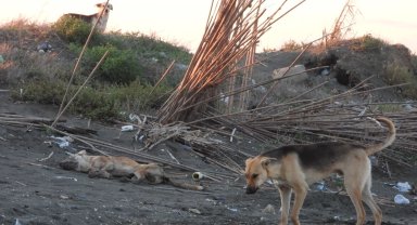 'Köpeği bilerek ezdi' iddiası