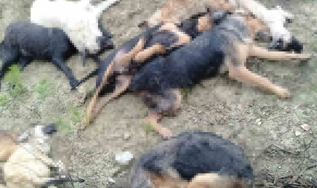 Köpek katliamında gözaltına alınan 5 kişiden 4'ü mahkemeye sevk edildi