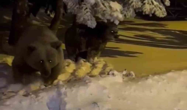 Korku dolu anlar kamerada, sinirlenen ayı böyle saldırdı