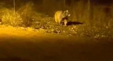 Köy merkezine inen ayıyı gören vatandaşlar, korkudan fısıldayarak konuşabildi