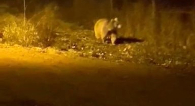 Köy merkezine inen ayıyı gören vatandaşlar, korkudan fısıldayarak konuşabildi