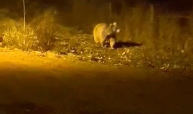 Köy merkezine inen ayıyı gören vatandaşlar, korkudan fısıldayarak konuşabildi