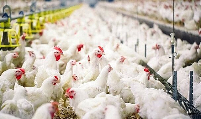 KÜMES HAYVANCILIĞI ÜRETİM VERİLERİ AÇIKLANDI