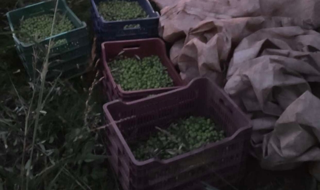Kuyucak'ta zeytin hırsızı suçüstü yakalandı