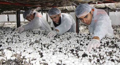 Lise öğrencilerinin yetiştirdiği mantarlar yok satıyor