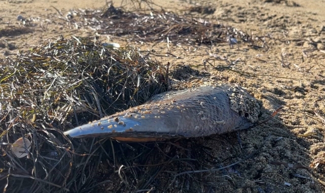 Marmara'nın umudu denilmişti; ölen pinalar endişeye neden oldu