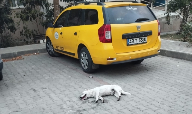 Milas'ta köpeğin zehirlendiği iddiası