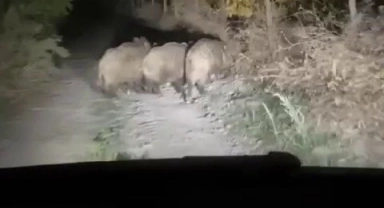 Mısır tarlalarına dadanan domuzlar üreticiyi perişan etti