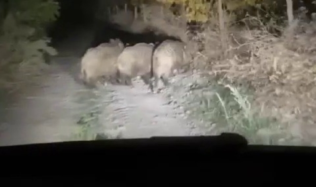 Mısır tarlalarına dadanan domuzlar üreticiyi perişan etti