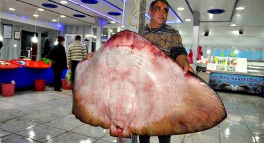 Muğla'da yakalanan dev vatoz görenleri şaşırttı