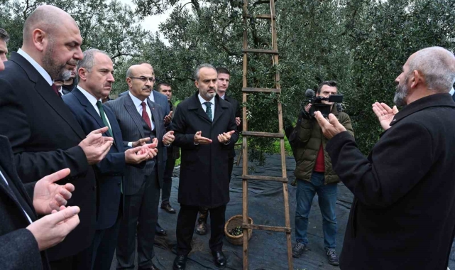 Orhangazi'de de zeytin hasadı başladı