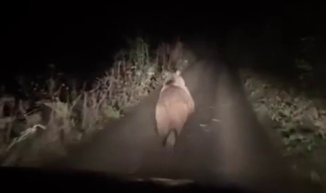 Otomobilden korkup kaçan ayı kamerada