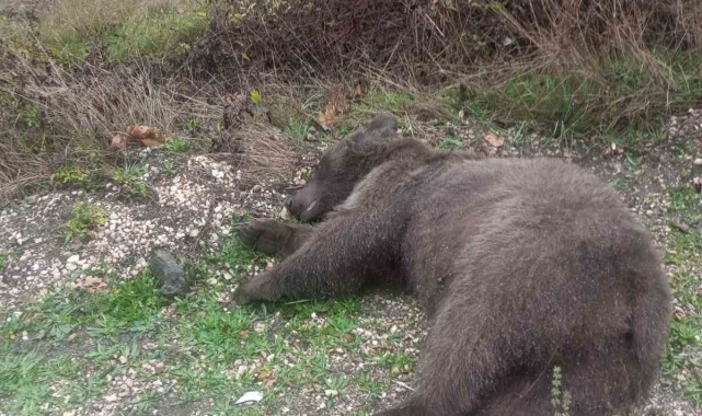 Otomobilin çarptığı bozayı telef oldu