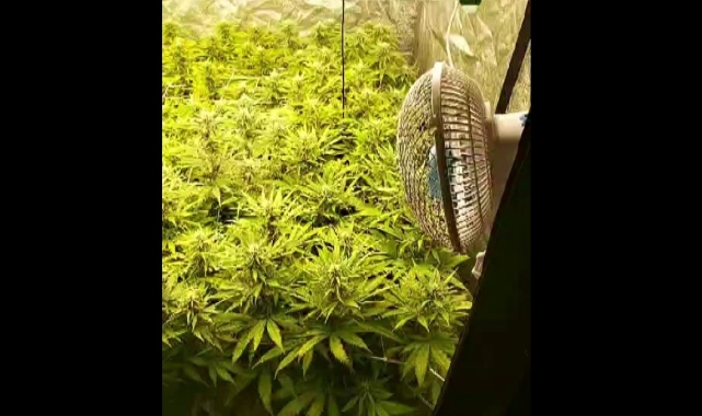 Özel düzeneklerle apartman dairesini esrar bahçesine çevirmişler