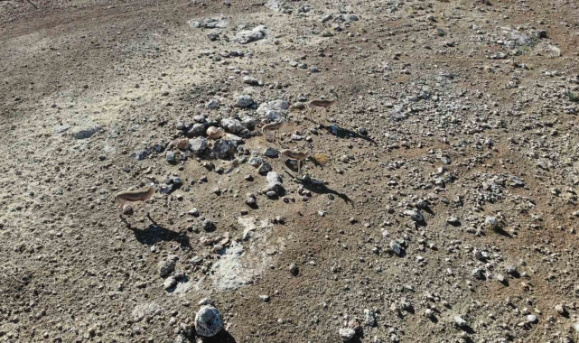 Şanlıurfa'da 20 ceylan doğaya salındı