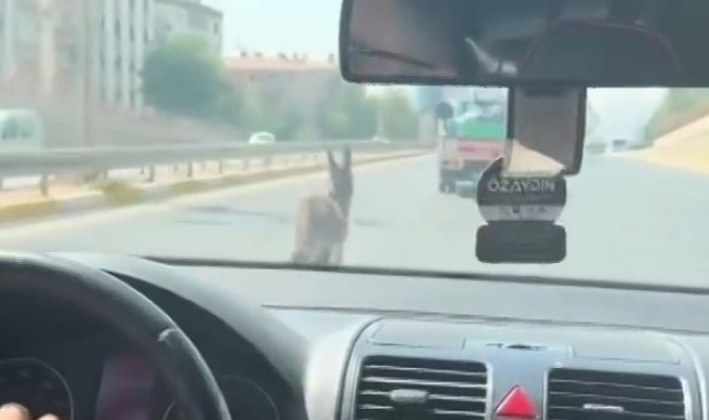 Şanlıurfa'da inatçı eşek trafiği birbirine kattı