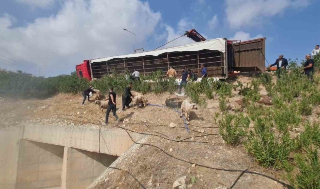 Şanlıurfa'da koyun yüklü tır devrildi: 80 koyun telef oldu
