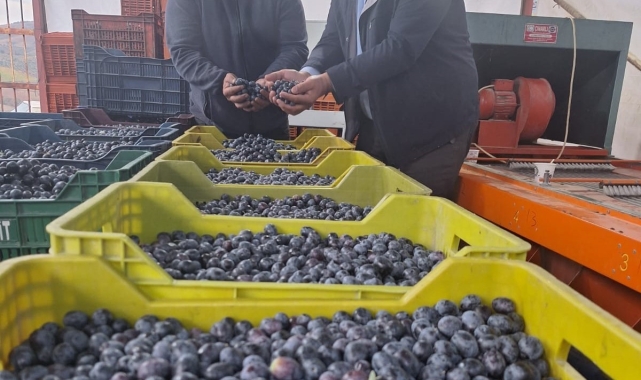 Sarıgöl'de zeytin hasadına başlandı