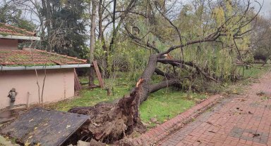 Şiddetli fırtına ağaçları kökünden söktü