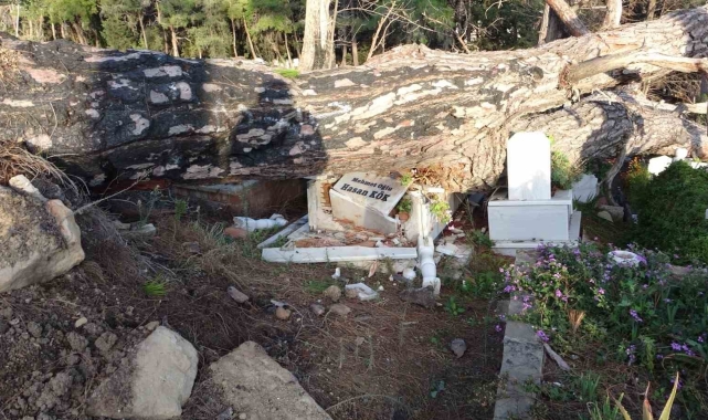 Şiddetli fırtınanın söktüğü ağaç mezarları tahrip etti