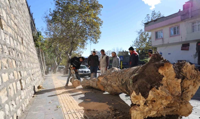 Şiddetli rüzgar ağaçları kökünden söktü, çatıları uçurdu