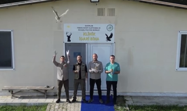 Sinop'ta tedavisi tamamlanan 4 baykuş doğaya salındı