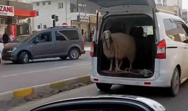 Şırnak'ta koyunu bagajda taşıdılar