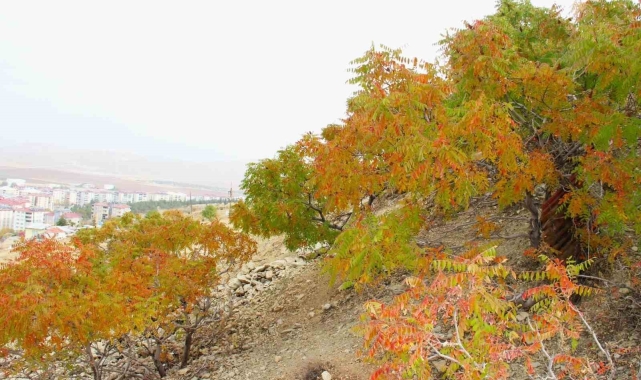 Sofraların vazgeçilmesi sumak ekşisi Kahramanmaraş'ta yapılmaya başlandı
