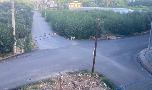 Sokak köpeğinin saldırdığı 3 tekerlekli motor böyle devrildi