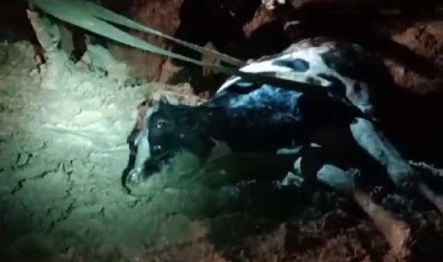 Su kanalına düşen inek kurtarıldı