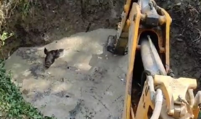 Sulama havuzuna düşen 3 domuz iş makinesi ile kurtarıldı