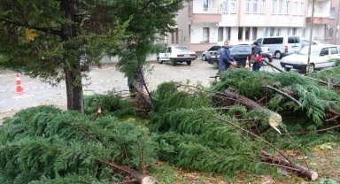 Tavşanlı'da rüzgar ağaç devirdi