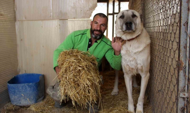 Termometreler sıfırın altını gösterdi, Kangallar özüne döndü