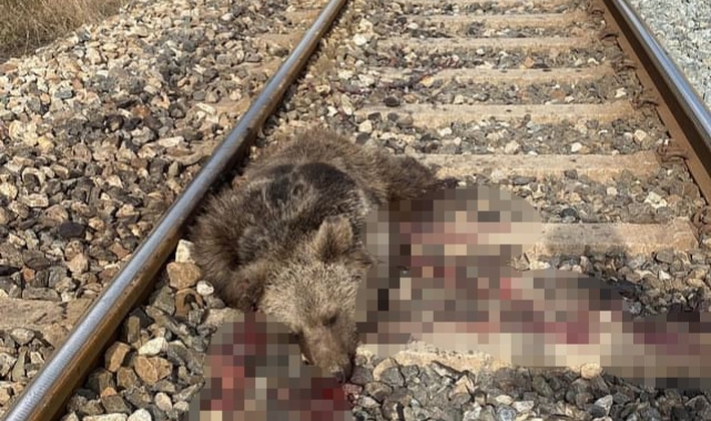 Tren yolu ayıların kabusu oldu