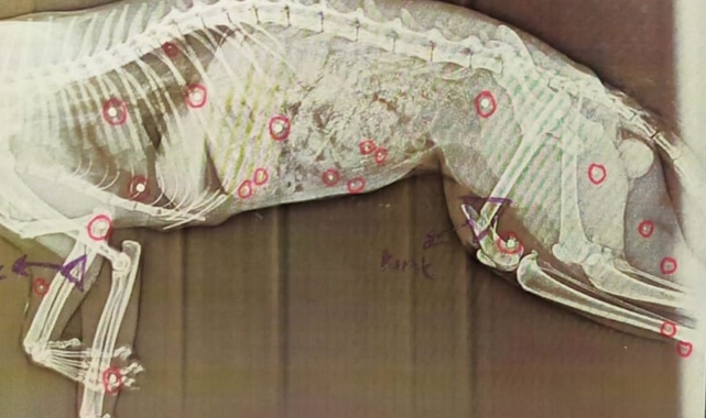 Tüfekle komşusunun kedisini telef etti, 'pişmanım' diye kendisini savundu