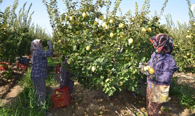Türkiye ayva üretiminin yüzde 4'ü Denizli'de gerçekleşiyor
