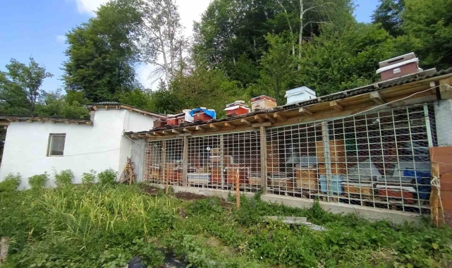Uykusu kaçan ayılar ilçeye dadandı, meyve bahçesini talan etti